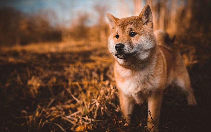These 13 dog breeds may occasionally skip food - but sudden refusal can tell a different story 3 Shiba Inu