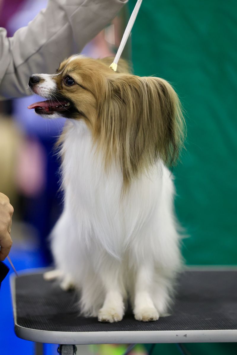 Some dog breeds seem to know exactly when their favorite person needs company 12 Papillon