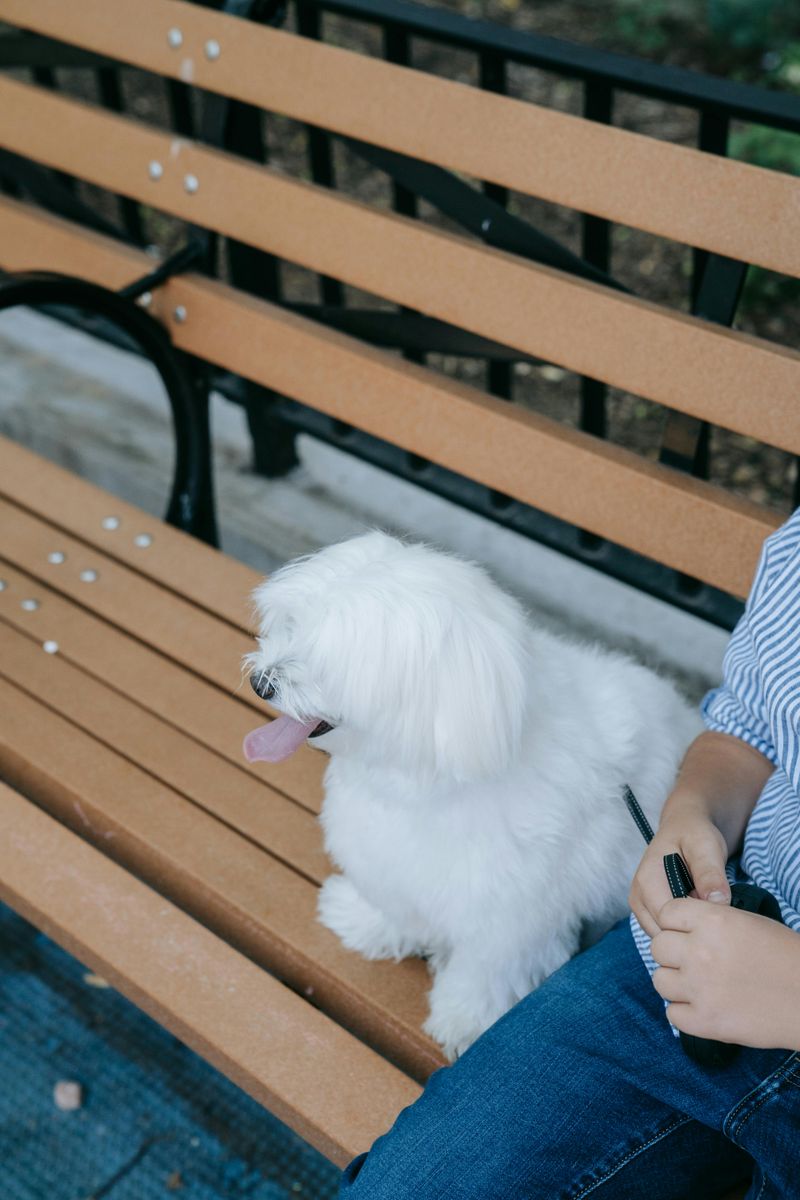 Coton de Tulear