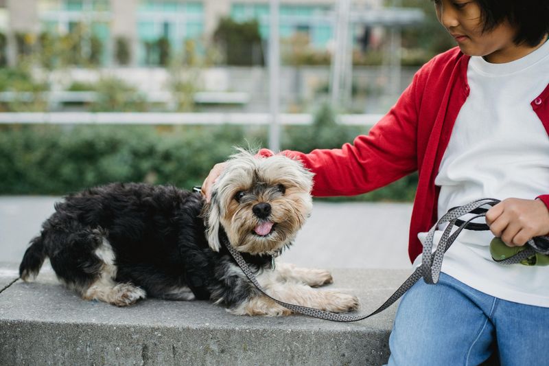 Yorkshire Terrier