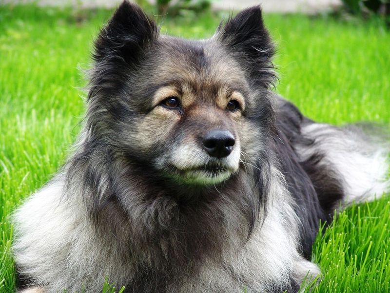 27 Dog Breeds That Closely Resemble Wolves in Looks and Temperament 19 Keeshond