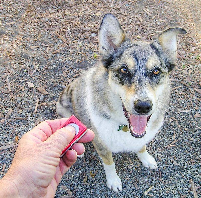 Keep Training Light and Pressure-Free