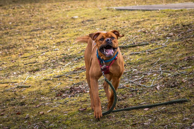 Why Some Dog Breeds Have Shorter Lifespans Than Others 8 Boxer (9–10 years)