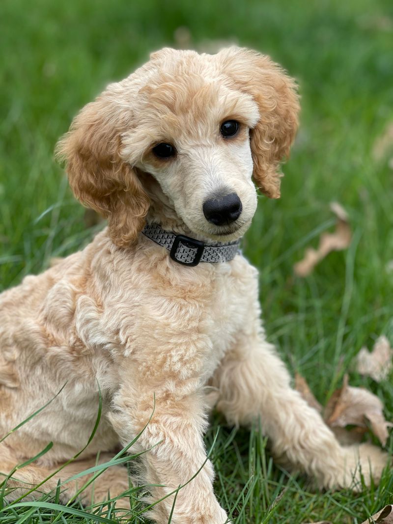 12 Dog Breeds That Bring Calm and Comfort to Overwhelmed Teens 10 Standard Poodle