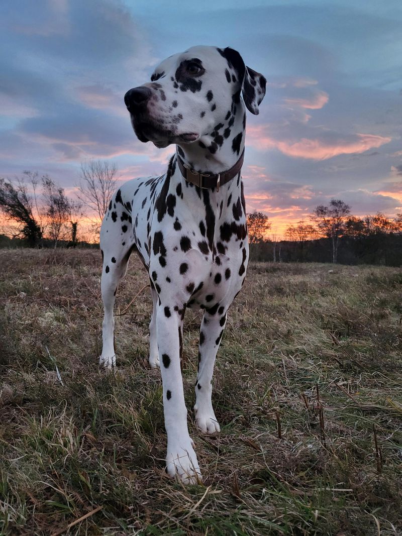 10 Dog Breeds That Commonly Develop Skin Sensitivities (And the Care Habits That Matter) 8 Dalmatian