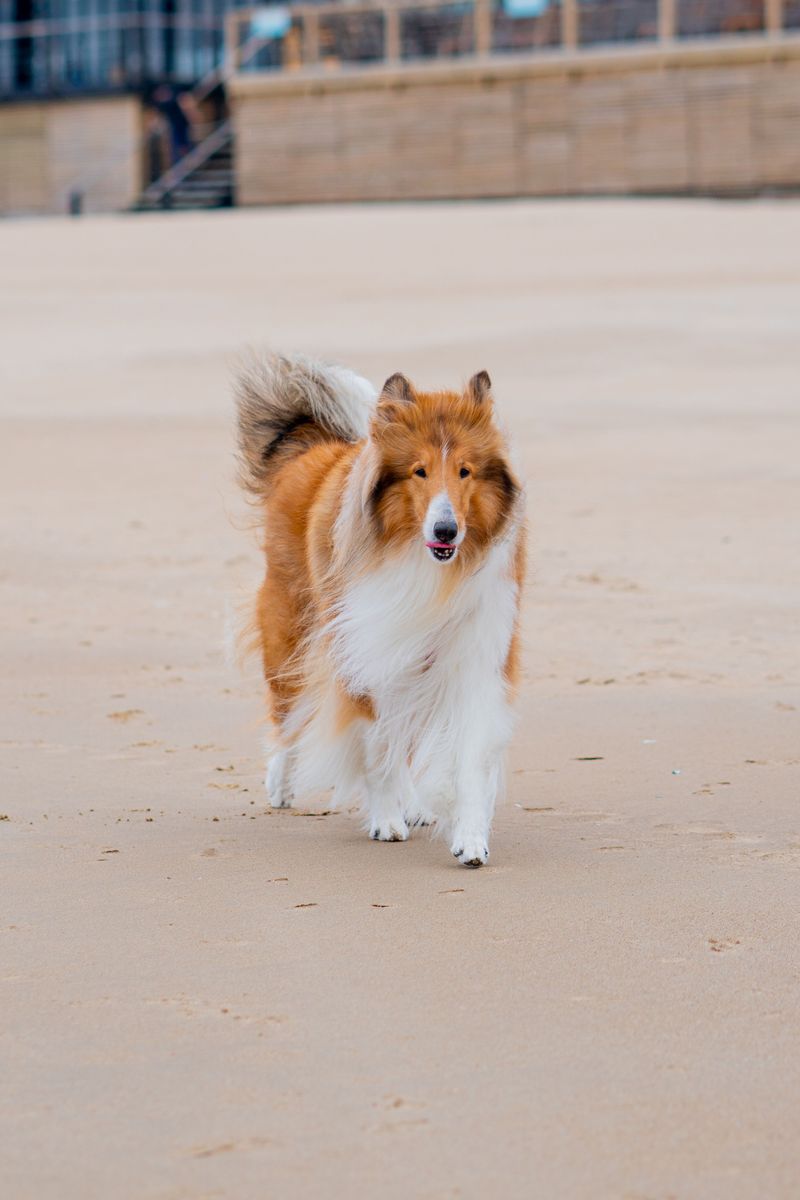 These 11 dog breeds have an uncanny talent for being exactly where they're needed most 4 Collie