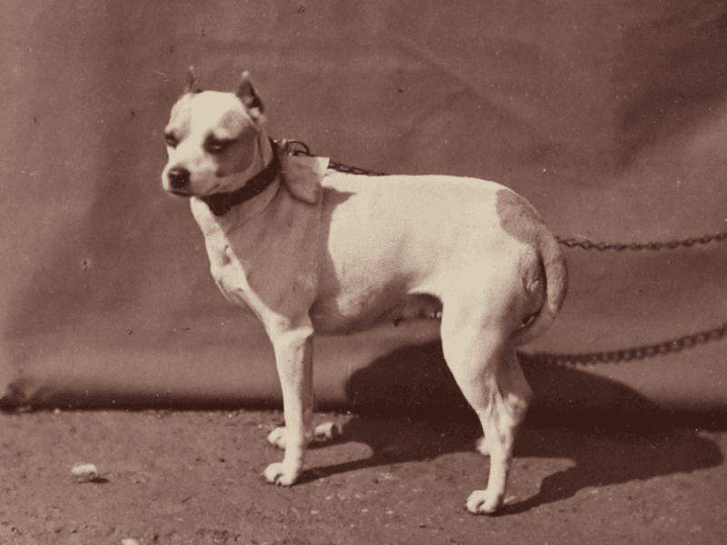 17 Dog Breeds That Were Once Popular but Have Slowly Faded from the Spotlight 18 Old English Terrier