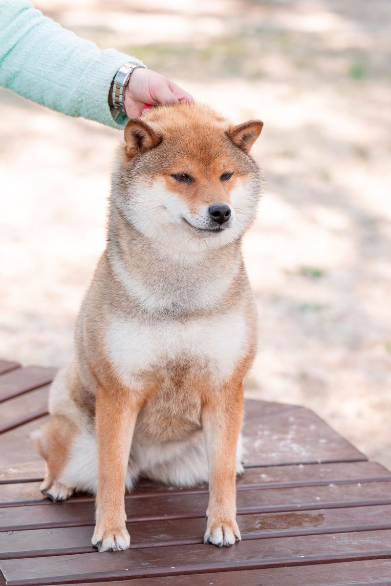 Shiba Inu
