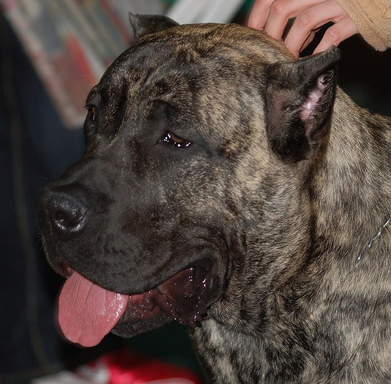 Presa Canario