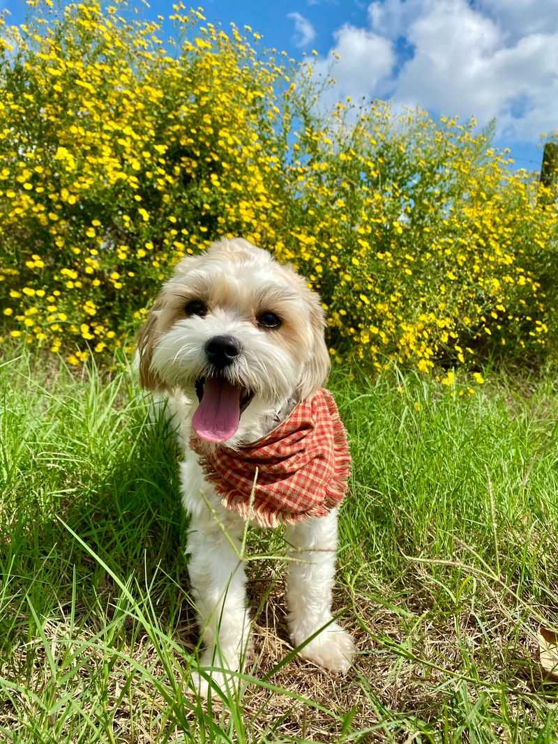28 Friendly Dog Breeds That Thrive on Human Connection 6 Shih Tzu