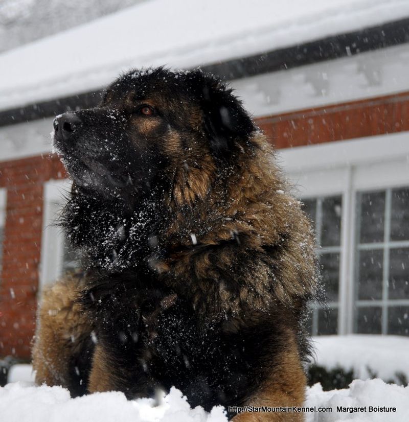 25 Dog Breeds That Command Respect Just by Their Presence 24 Estrela Mountain Dog