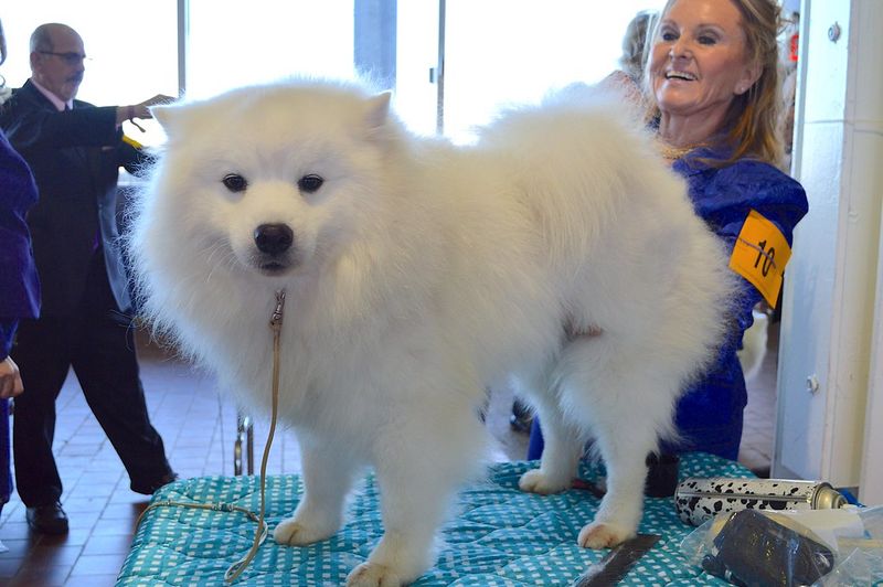 American Eskimo Dog