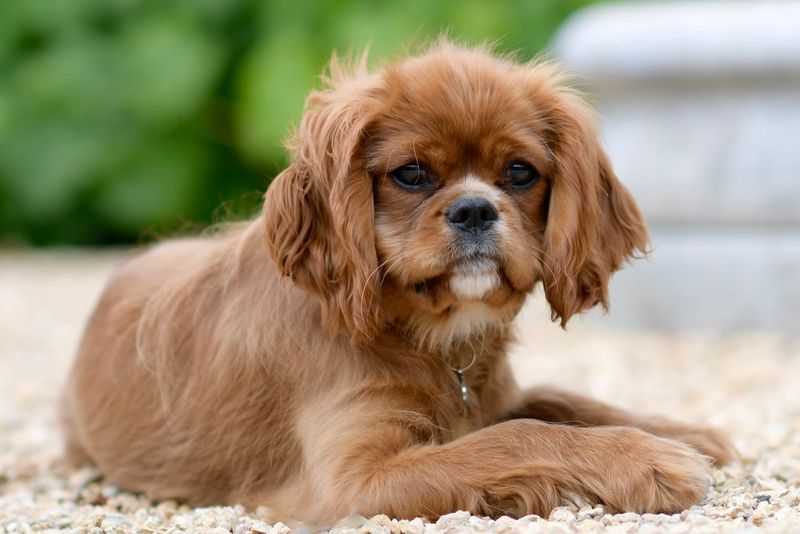 Owners often notice these dog breeds reacting to emotions others completely miss 13 Cavalier King Charles Spaniel