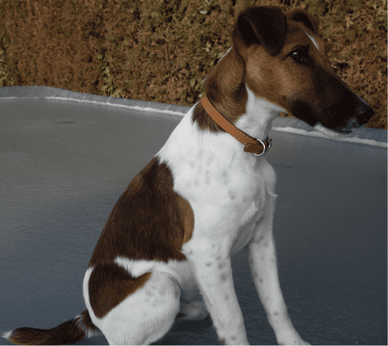 Fox Terrier