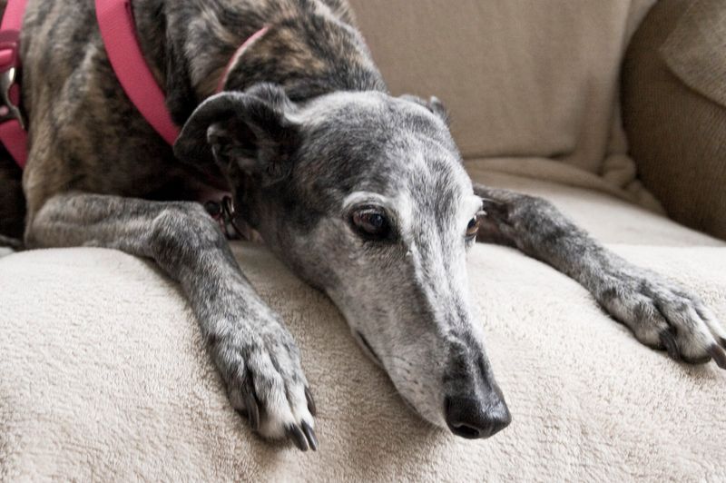 10 calm dog breeds owners love because they don’t turn life into a fitness challenge 10 Greyhound