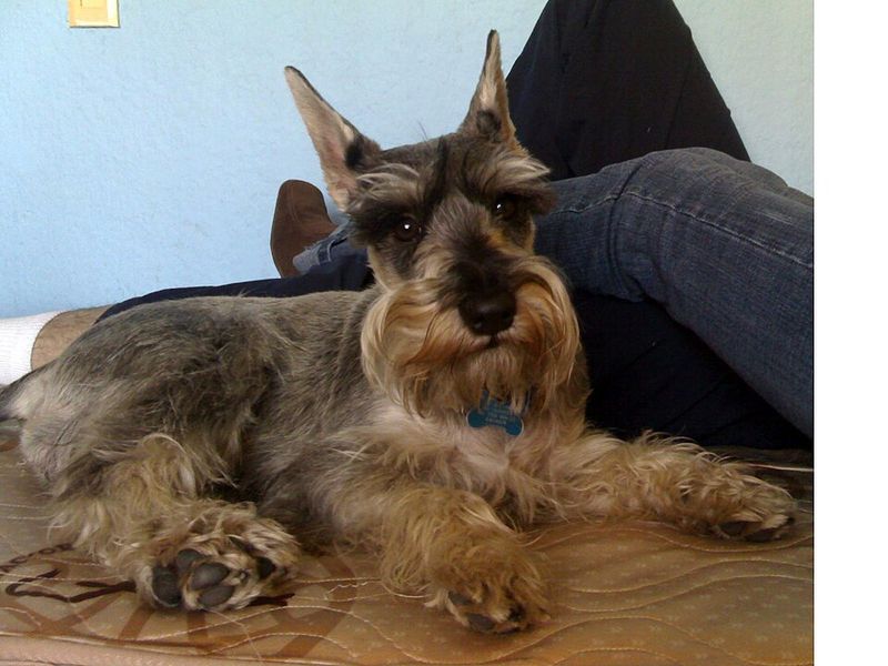 A calm, thoughtful approach helps these dog breeds stand out 10 Standard Schnauzer