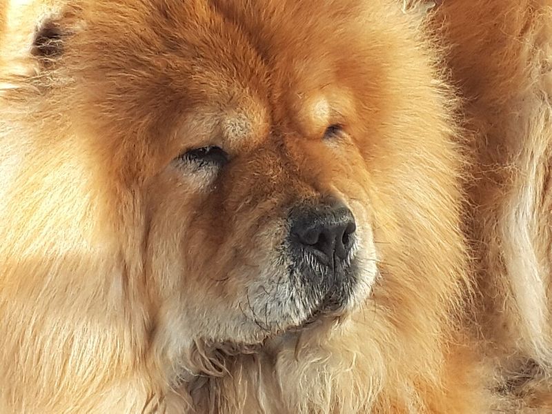 14 dog breeds people used to love but are now quietly abandoning 3 Chow Chow