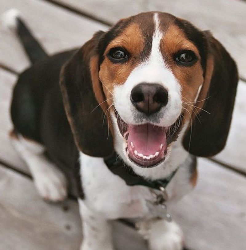 The dog your grandparents grew up with may be cooler than the breed filling your social feed 7 Beagle