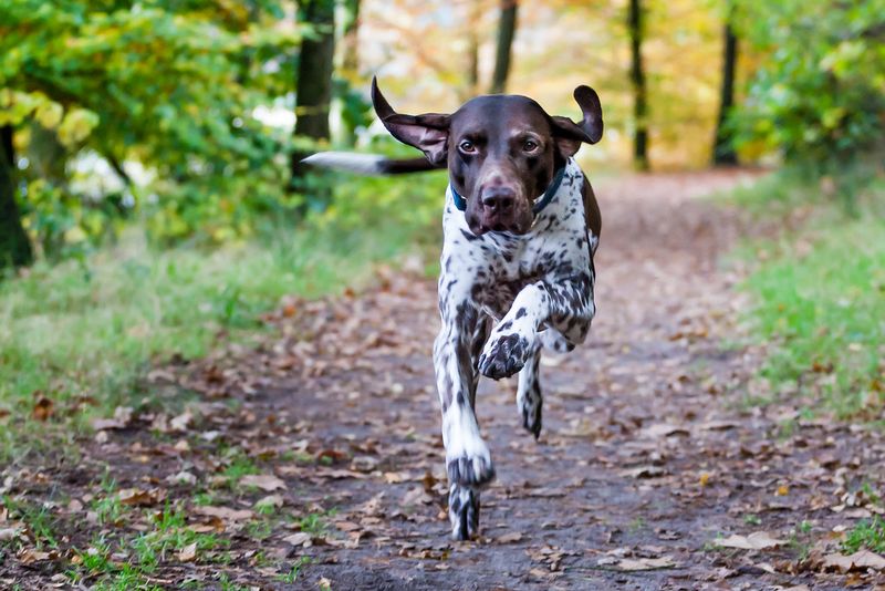 12 short-haired dogs that can be more demanding than their simple coats suggest 11 German Shorthaired Pointer