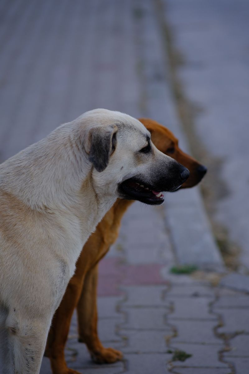 These 12 common owner mistakes confuse dogs far more than people realize 7 Expecting too much too quickly