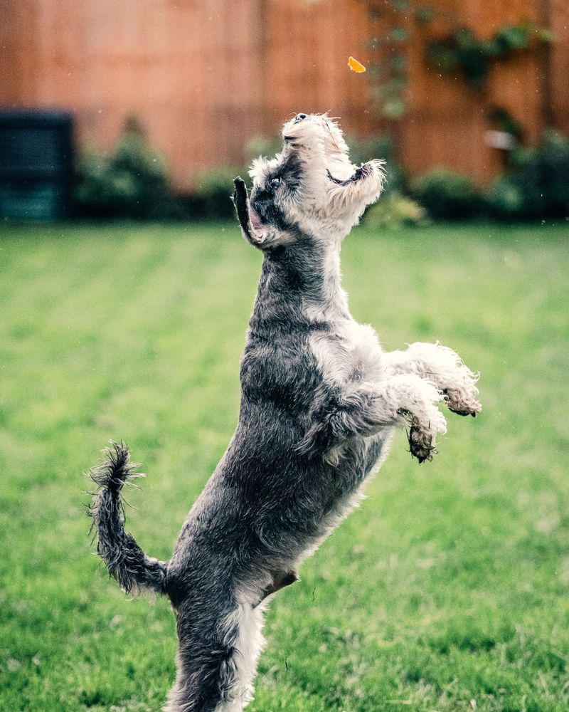 New environments rarely slow these 12 confident dog breeds down 3 Standard Schnauzer