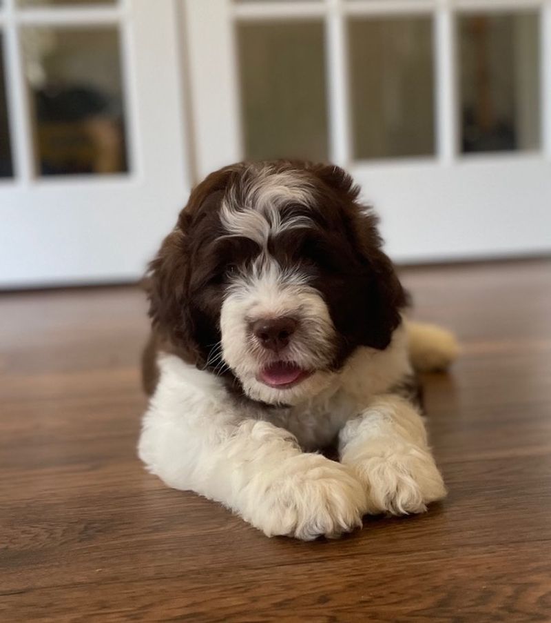 Newfypoo