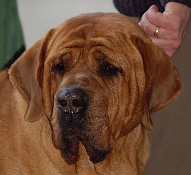 25 Fearless Dog Breeds That Take Home Security Seriously 21 Tosa Inu