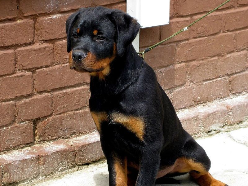 11 large dog breeds with intimidating appearances and affectionate personalities 2 Rottweiler