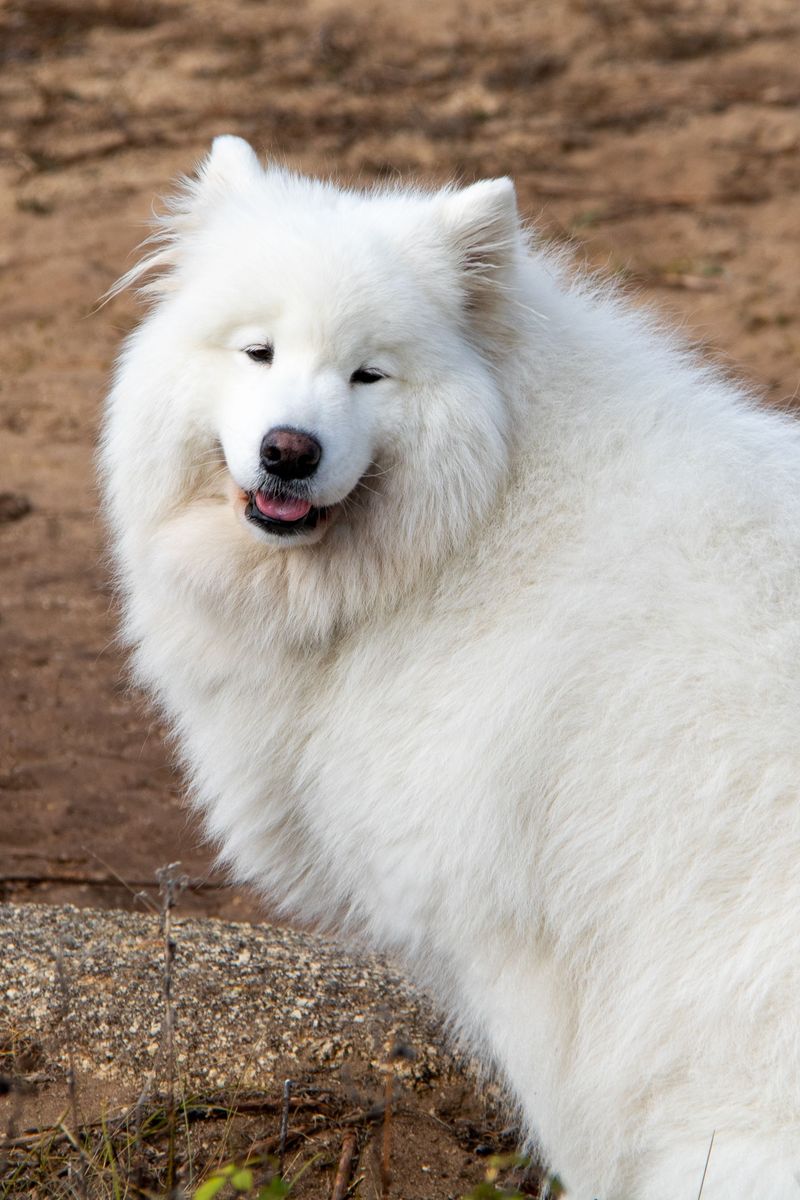 Samoyed