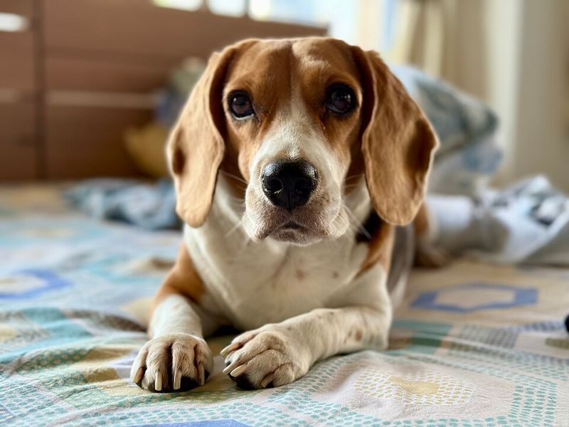 Some breeds explode online and disappear - These longtime favorites keep finding new homes 3 Beagle