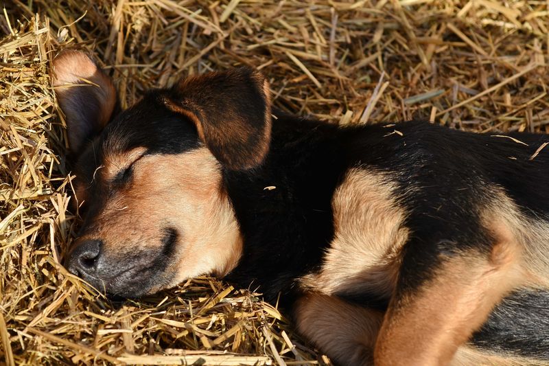 Where Outdoor Dogs Prefer to Sleep: 19 Safe and Cozy Options 11 In a Fenced Area with Blankets or Straw