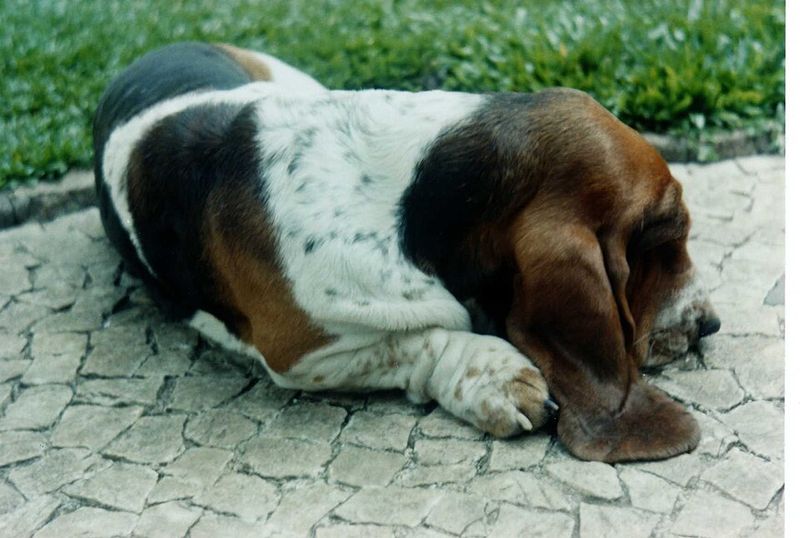 Basset Hound