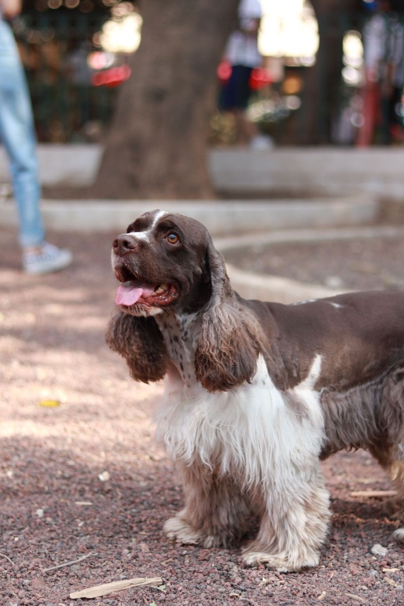 11 sensitive dogs that flourish with encouragement - plus 2 breeds with thicker emotional skin 11 English Springer Spaniel: Enthusiasm grows with encouragement