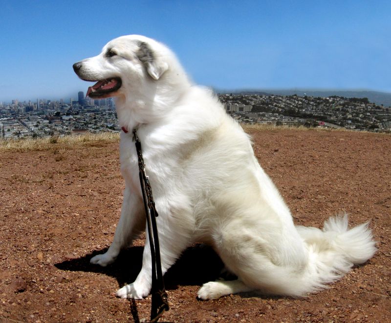 27 Low-Stress Dog Breeds That Thrive in Peaceful Homes 24 Great Pyrenees