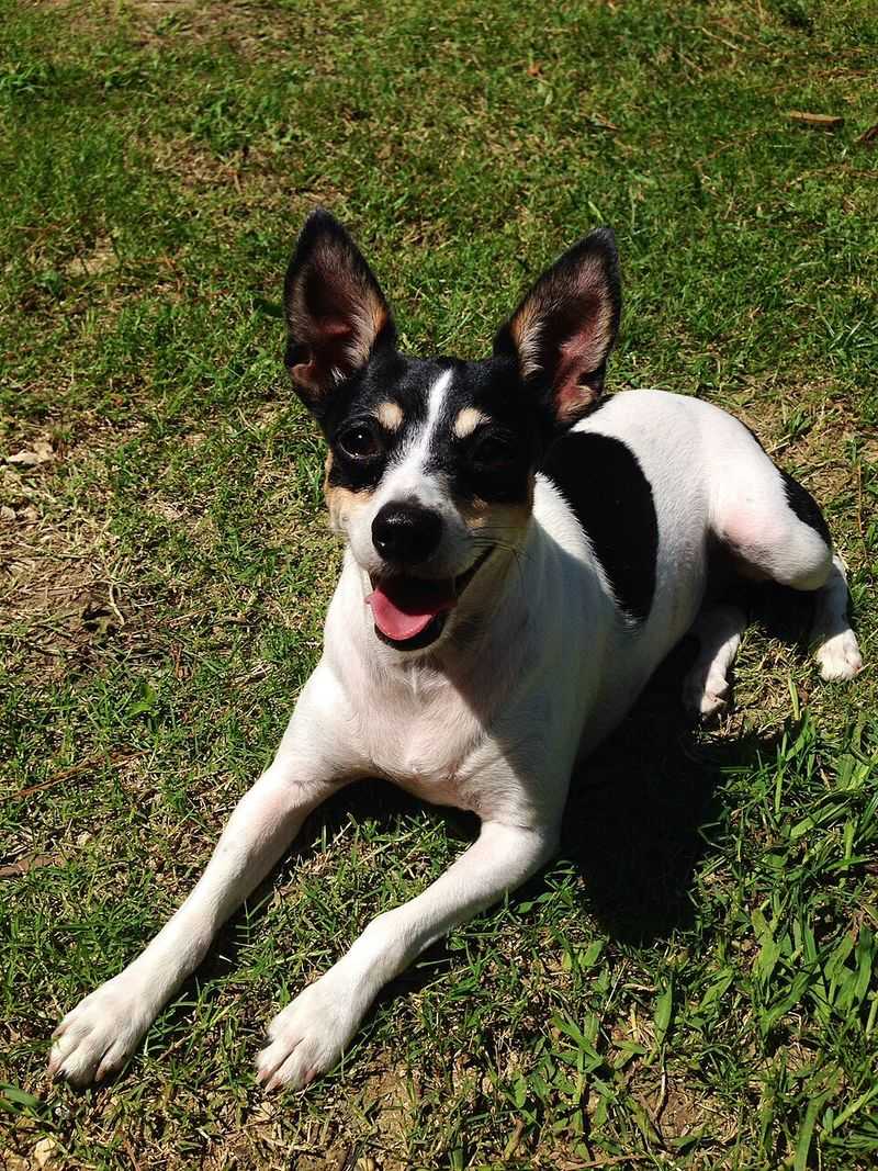Rat Terrier