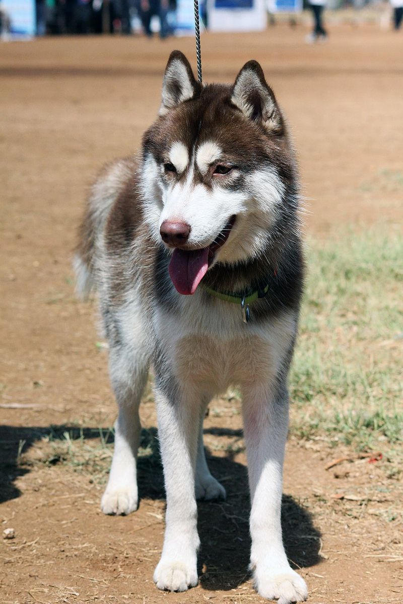 "Retractable Leashes Should Be Banned” Is Blowing Up Again - 13 Breeds Most Mentioned in Injury Horror Stories 12 Siberian Husky