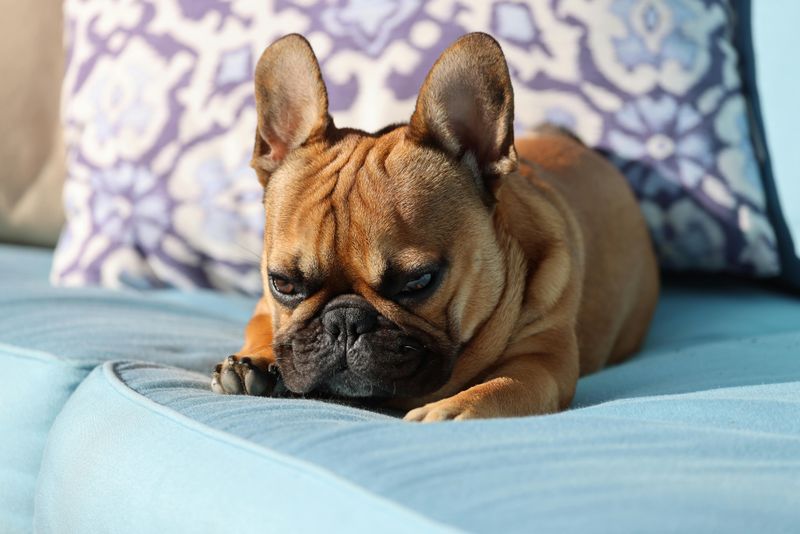 14 Easygoing Dog Breeds Tailor Made for Relax First Owners 9 French Bulldog