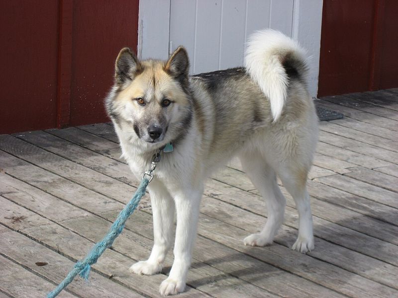 27 Dog Breeds That Closely Resemble Wolves in Looks and Temperament 10 Greenland Dog