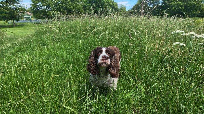 English Springer Spaniel