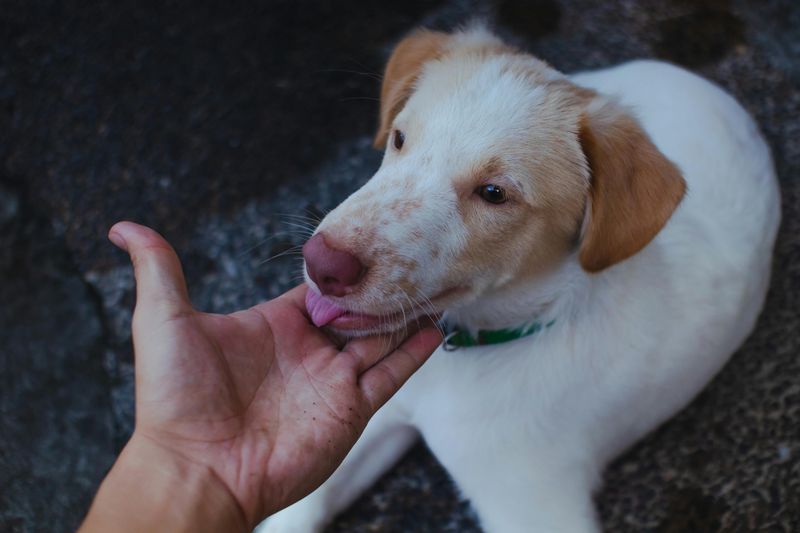 Licking your hands or face