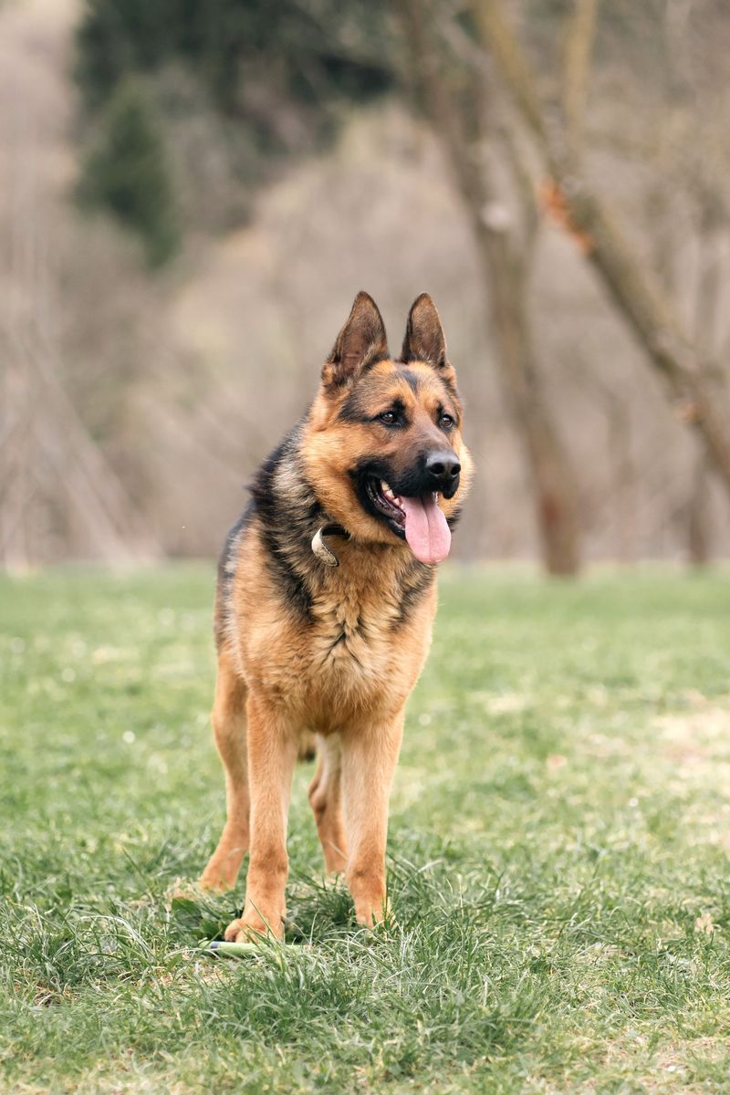 German Shepherd Dog