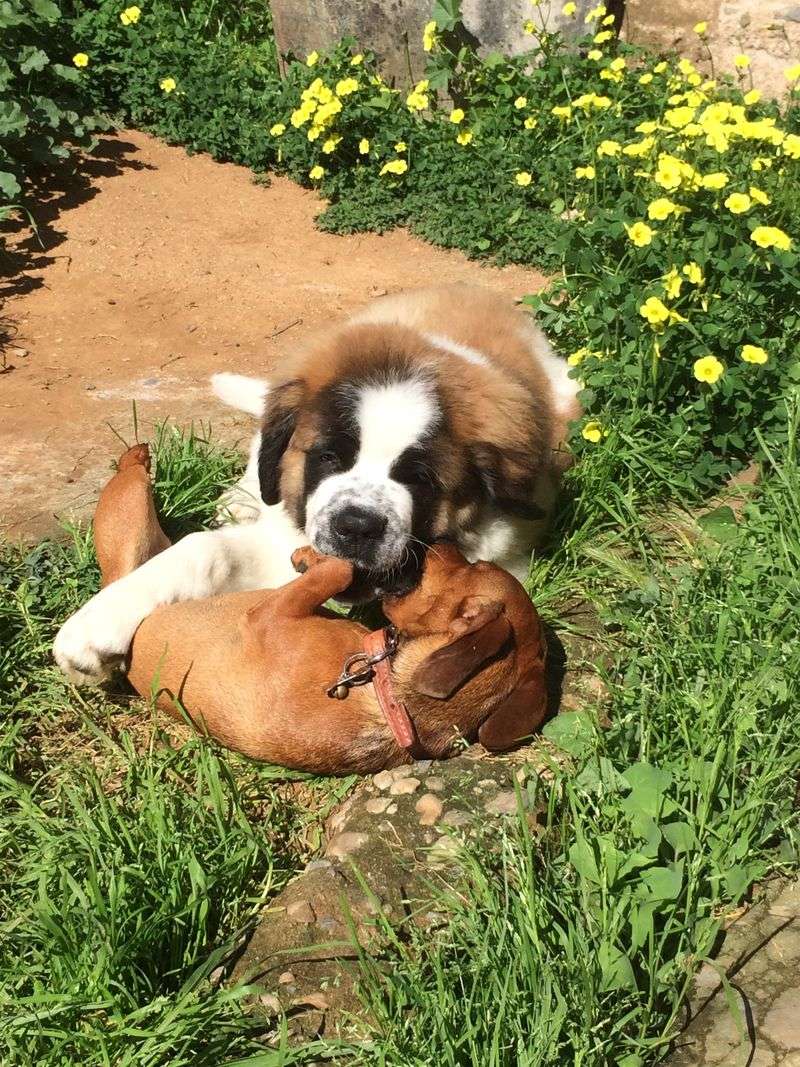 13 Dog Types That Hate Hot Weather And Need Extra Summer Care 6 Saint Bernard