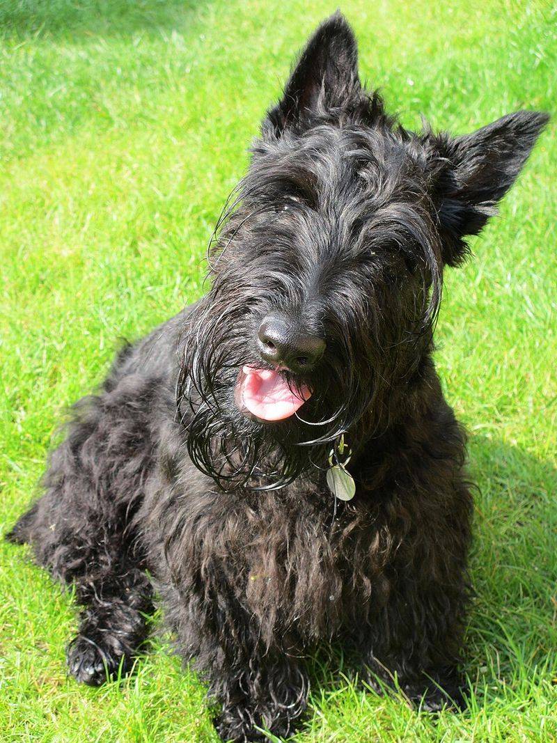10 irresistibly cute dog breeds with beards and mustaches you can’t help but love 3 Scottish Terrier