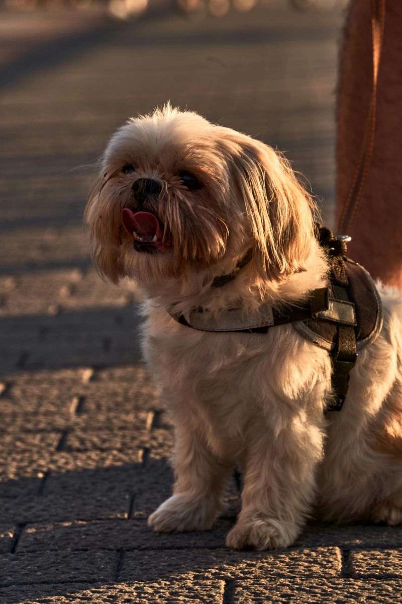 Shih Tzu