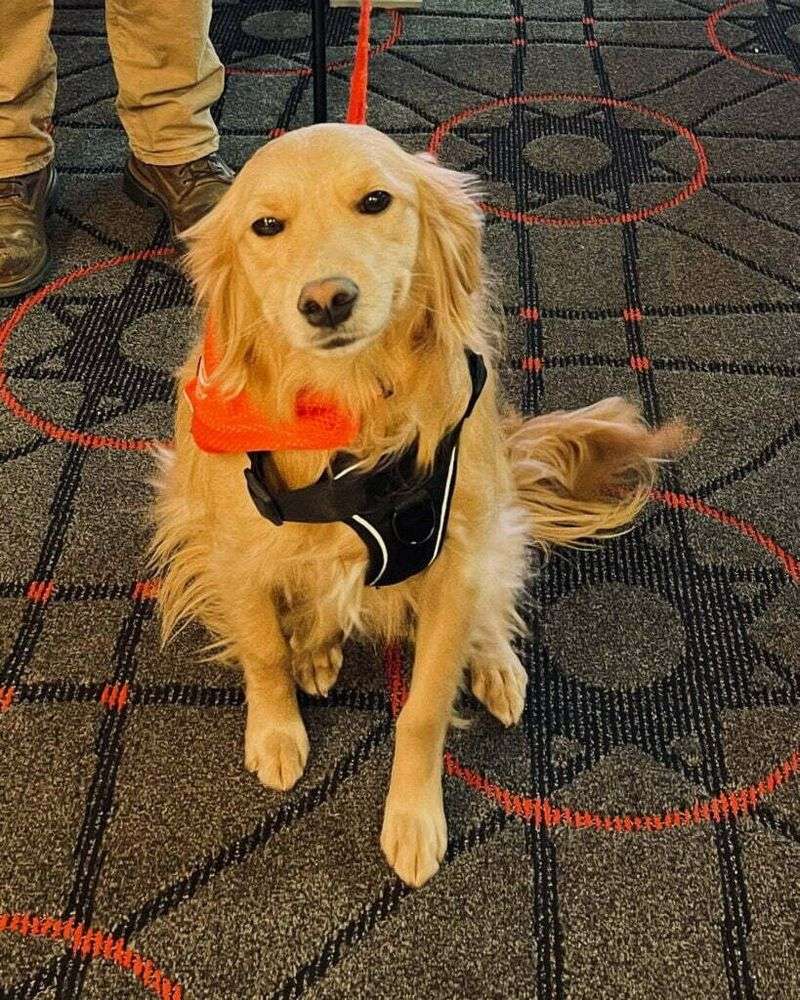 18 Proven Reasons Dogs Are Humanity’s Most Faithful Companions 16 Detecting Illness Early