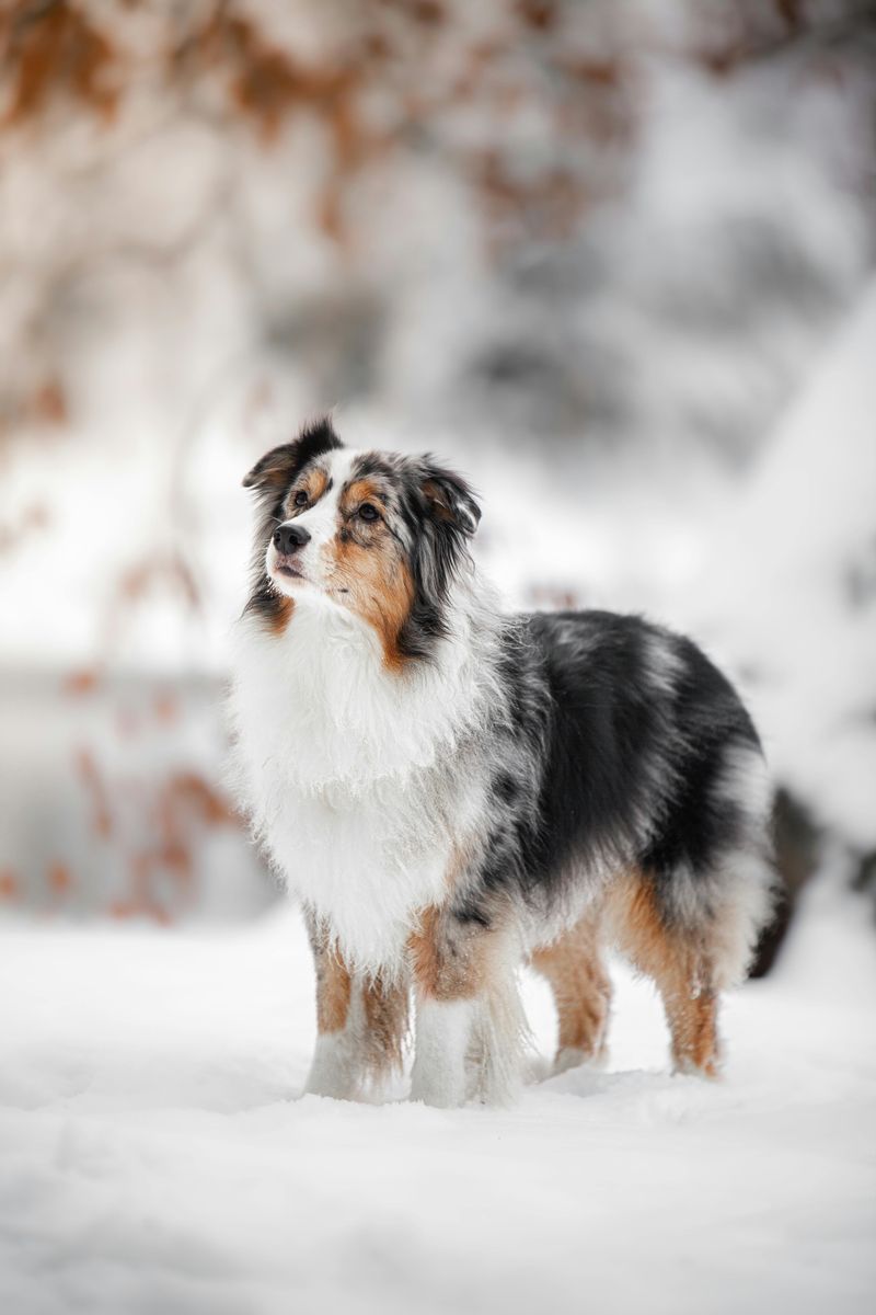 Australian Shepherd