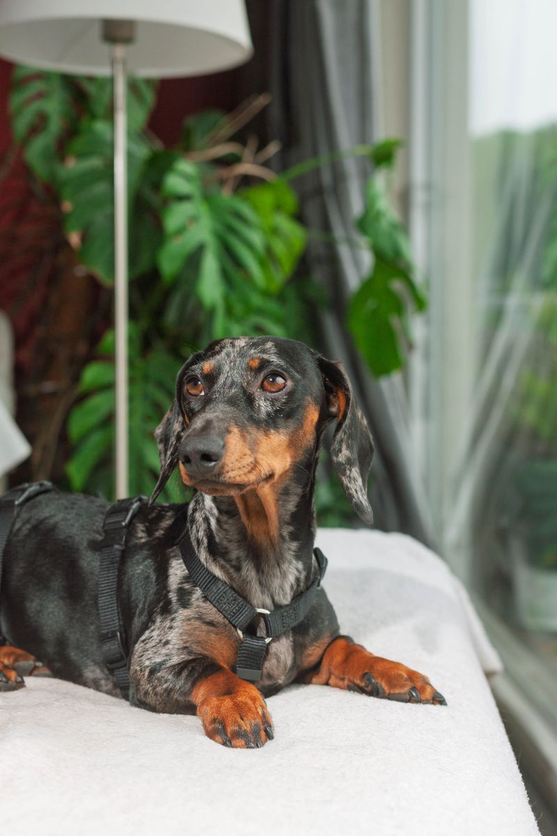 Strong household fragrances can bother dogs more than owners realize 7 Dachshunds Live Closer to the Carpet