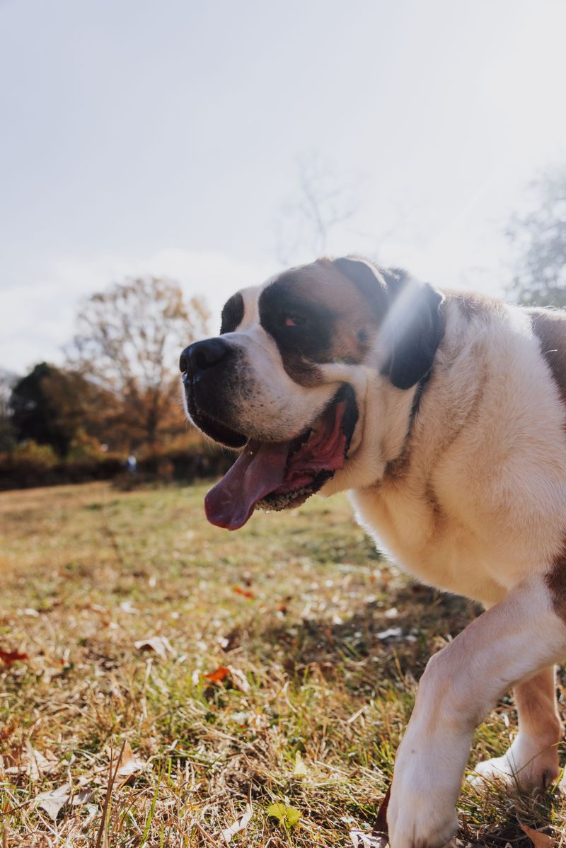 Saint Bernard