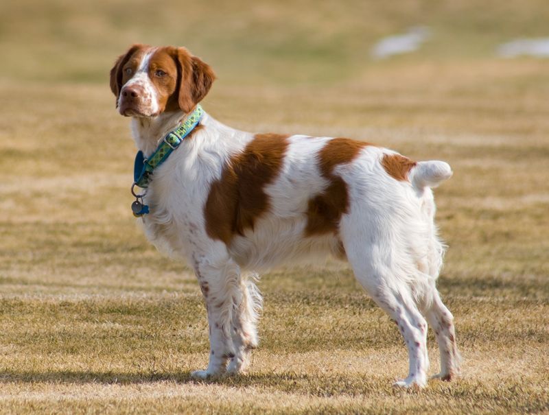 25 Energetic Dog Breeds That Love Hiking and Outdoor Adventures 22 Brittany Spaniel
