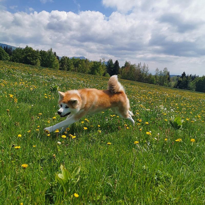 Akita